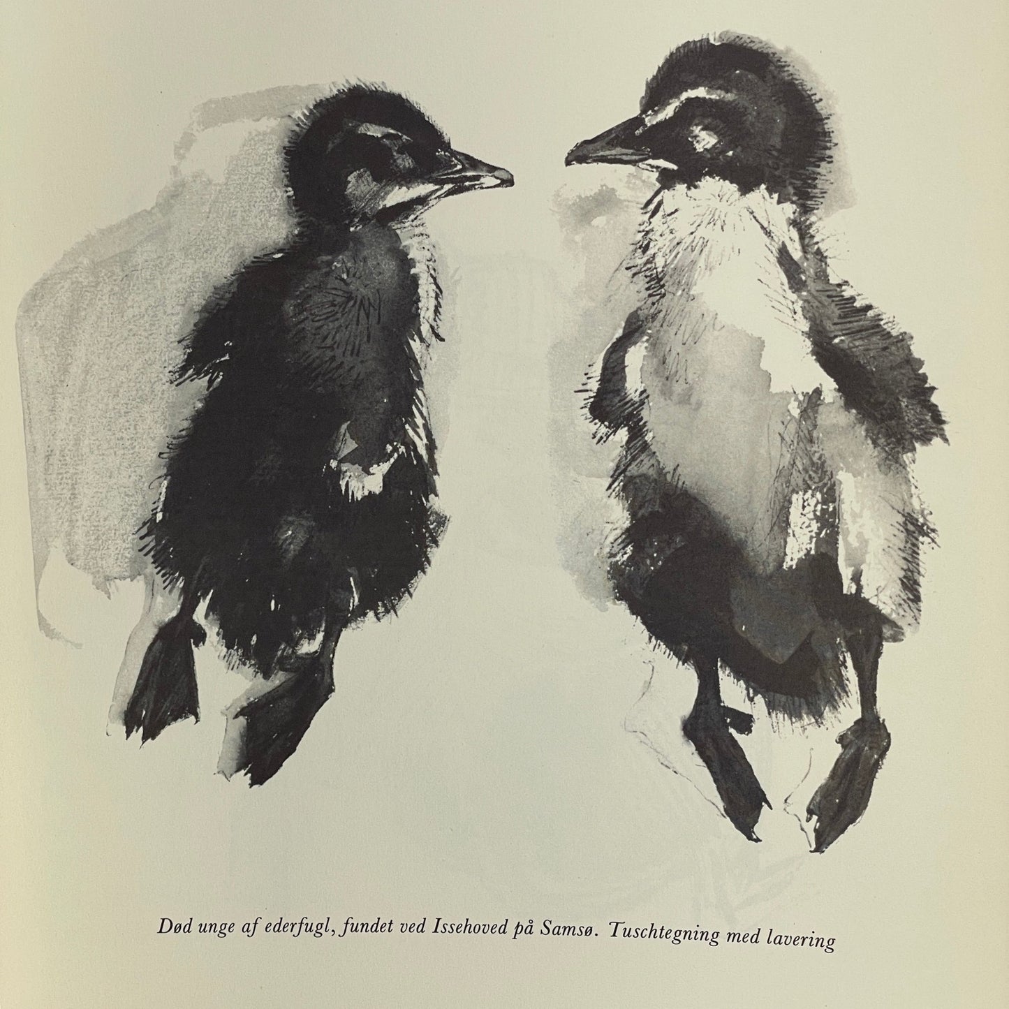 Naturdagbog - Mission Afrika Genbrug