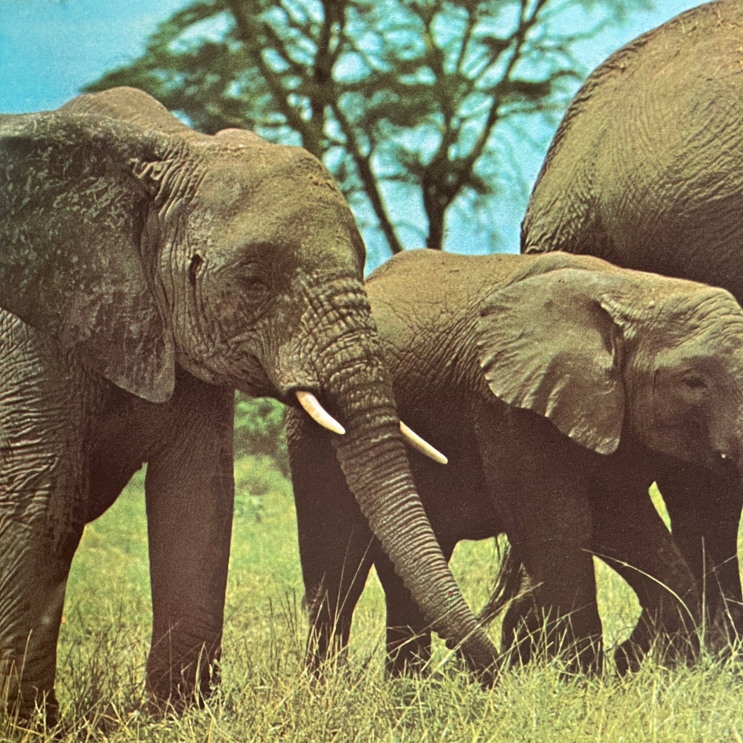 Verdens underværker - Mission Afrika Genbrug